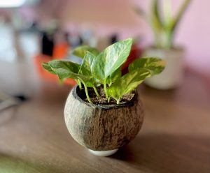 A small pothos plant with vibrant green leaves is growing in a decorative pot made from a halved coconut shell, sitting on a wooden surface.