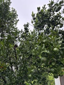 A close-up of an orange tree with green fruits among lush leaves.