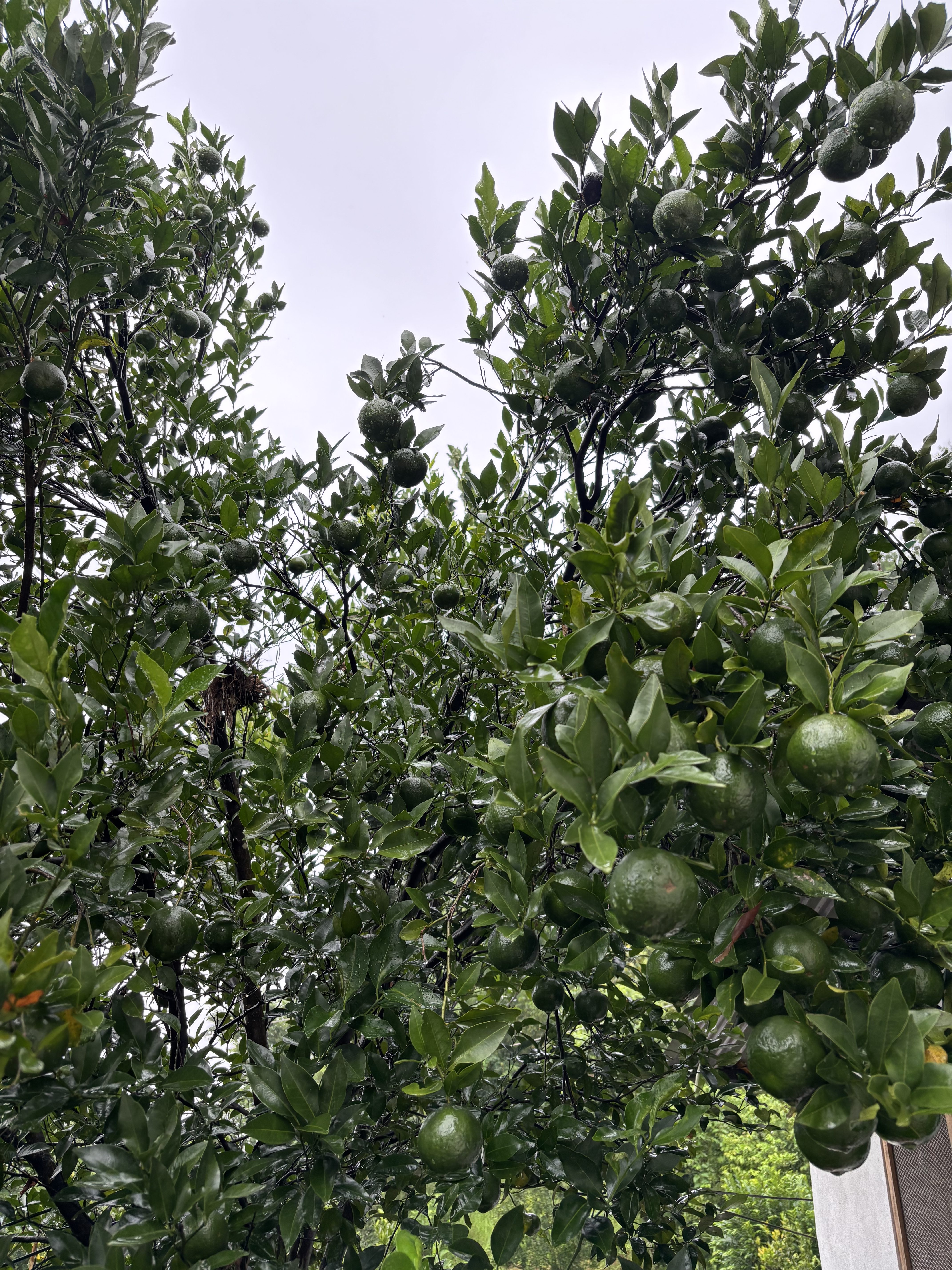 A close-up of an orange tree with green fruits among lush leaves.