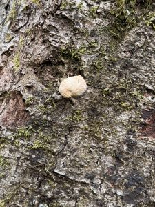 A round beige mushroom growing from the bark of a tree covered in moss. Columbia River Gorge National Scenic Area, Oregon. 