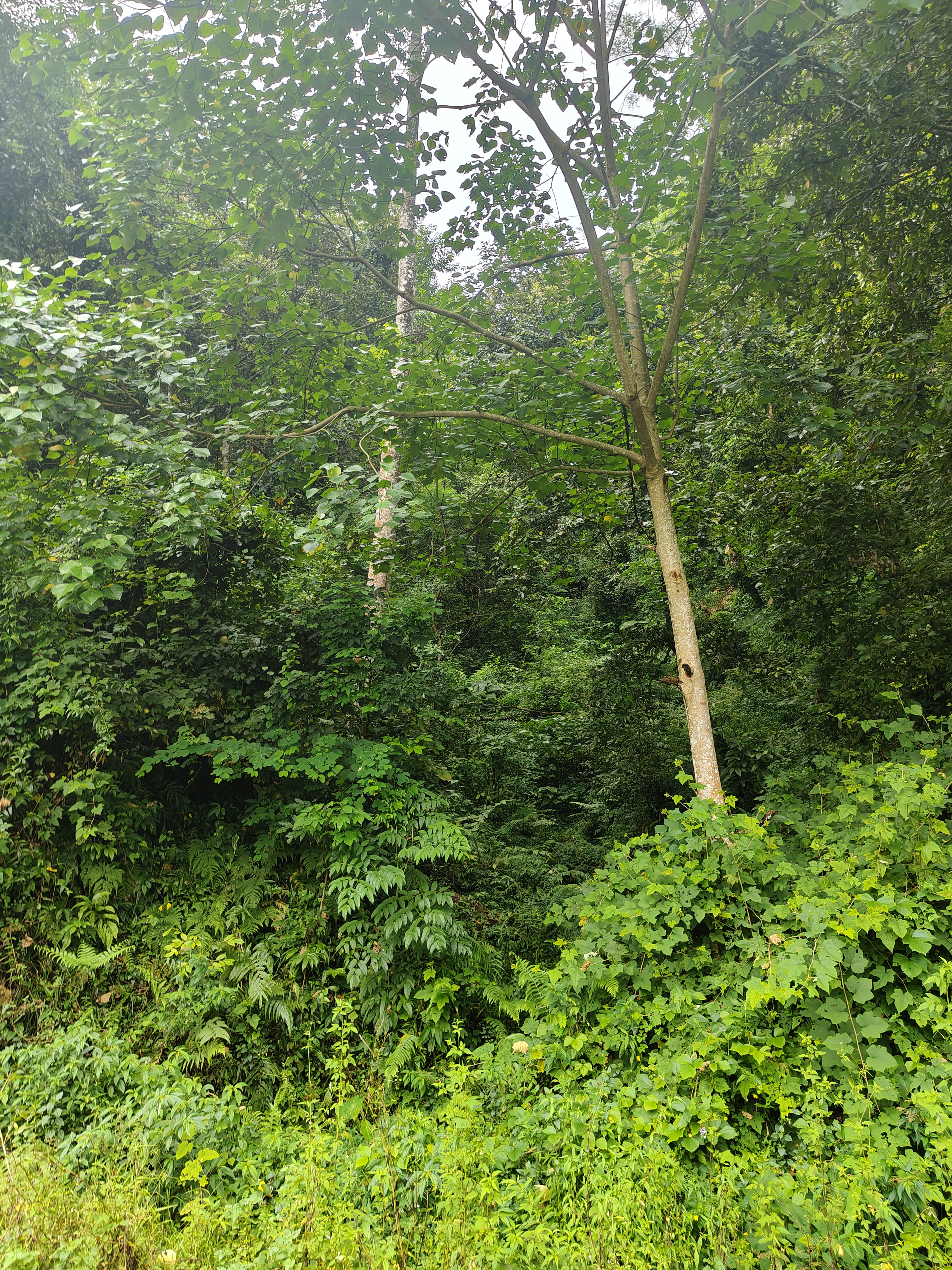A dense forest scene featuring a variety of lush green foliage, including tall trees and shrubs.