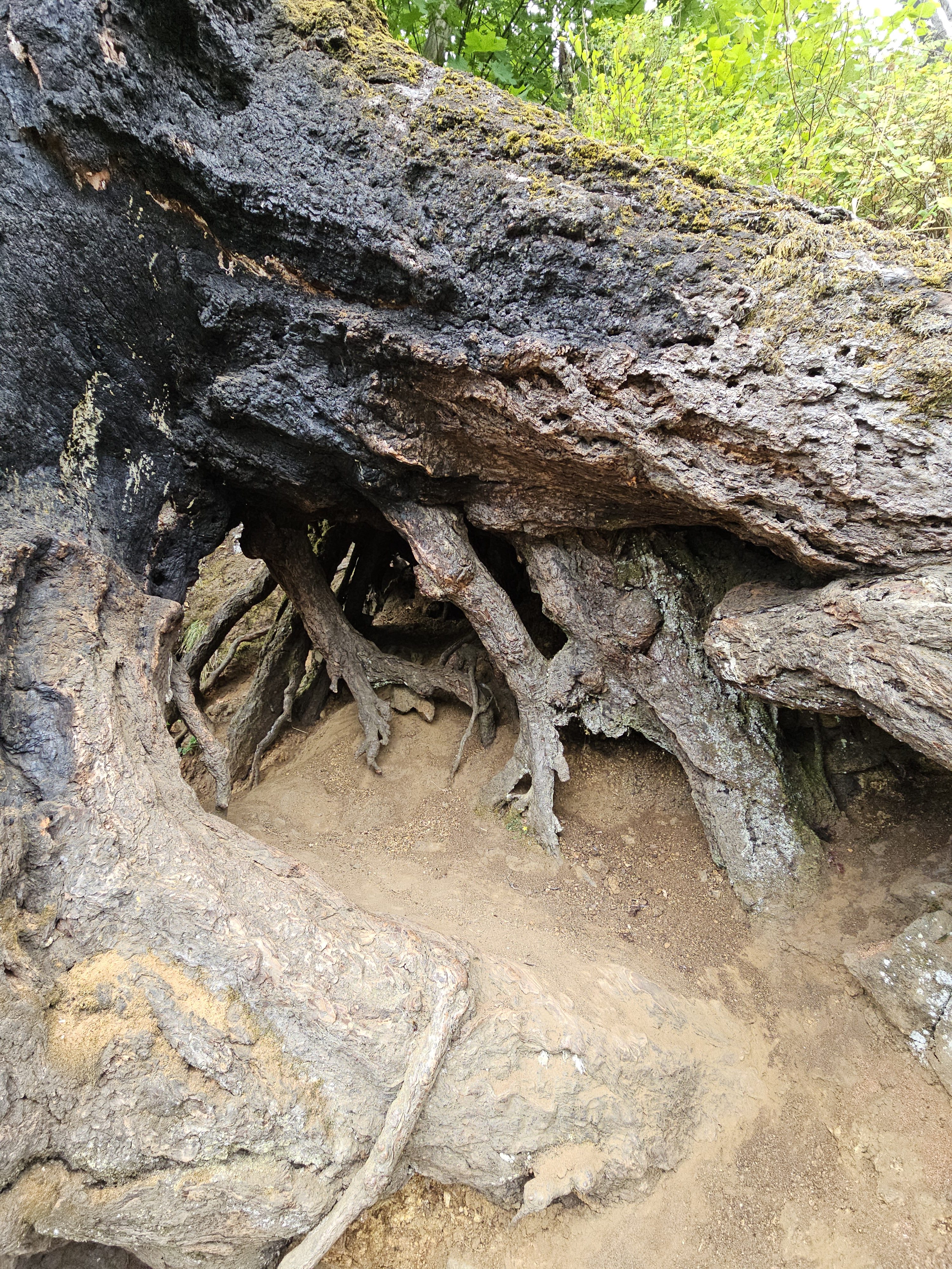 The inside view of a large burned tree root system along a hiking trail. Photo taken at Columbia River Gorge National Scenic Area, Oregon. 