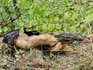 A twisted, charred tree trunk rests on the forest floor, surrounded by green leaves and dry grass, taken in the Columbia River Gorge National Scenic Area, Oregon. 