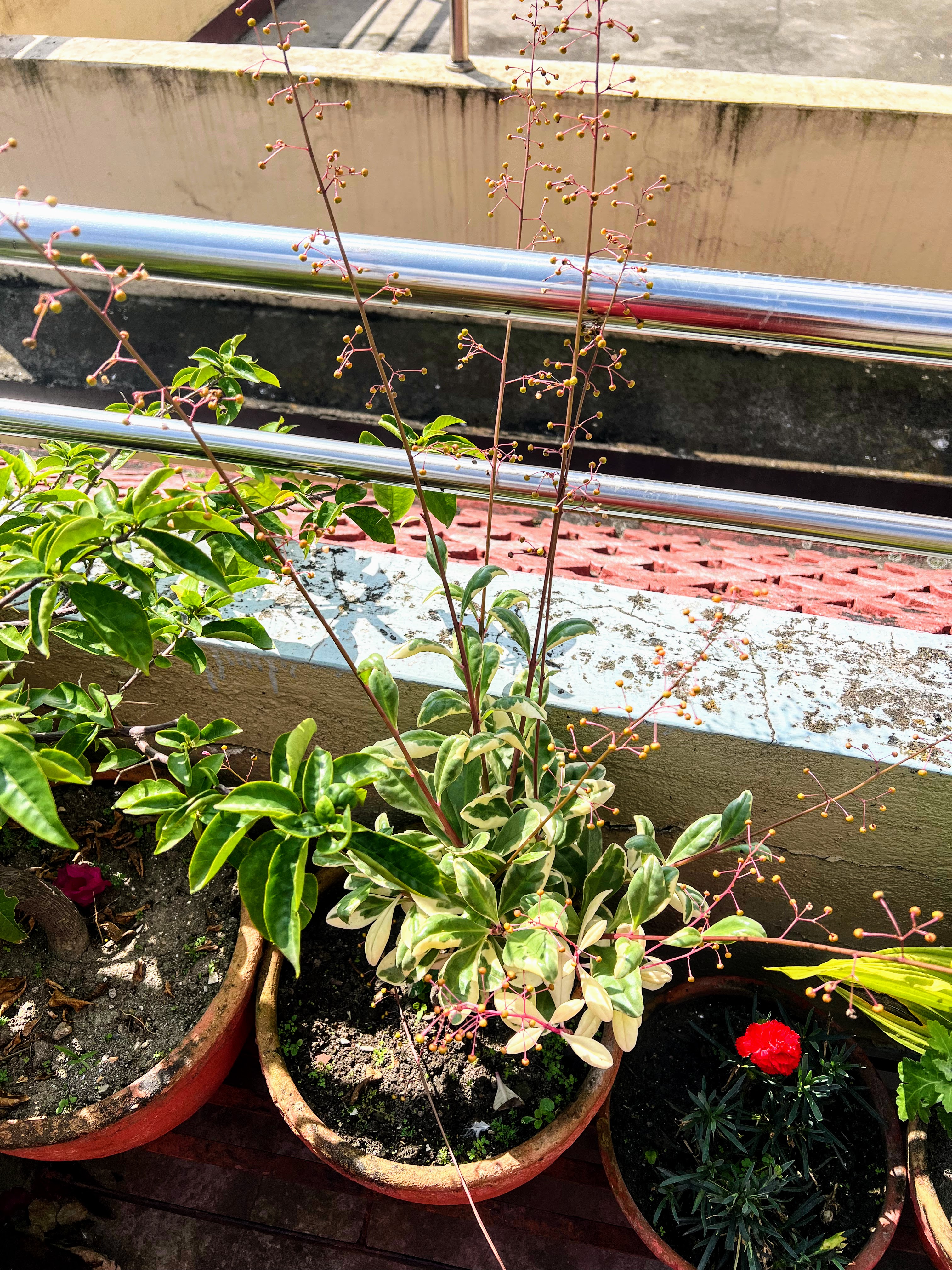 A plant with long, thin stems and small yellow buds is growing in a pot on a balcony.