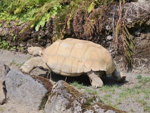 A prominent African spurred (Sulcata) tortoise walks between rocks in a sunny outdoor enclosure, surrounded by lush green plants, photographed at the Oregon Zoo in Portland, Oregon. 