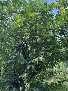 A lush green tree filled with glossy leaves, showcasing several large, round green fruit.