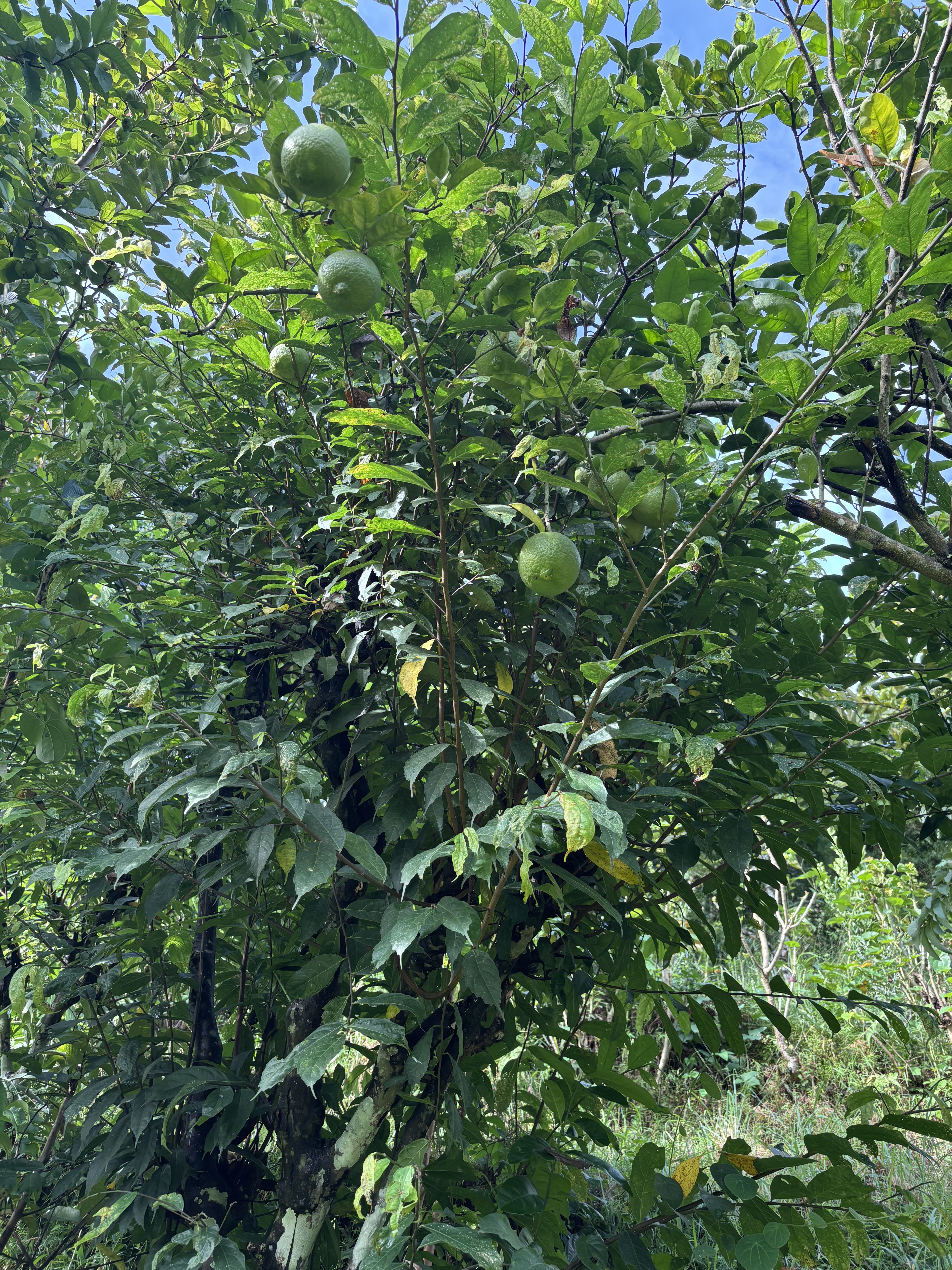 A lush green tree filled with glossy leaves, showcasing several large, round green fruit.