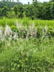 A lush green landscape with tall grass and flowering plants in the foreground, featuring long, slender white flower spikes. 
