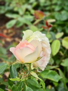 A delicate rose with soft yellow petals and light pink edges in full bloom. Captured in the evening at the International Rose Test Garden, Portland, with green leaves and blurred background for contrast. 