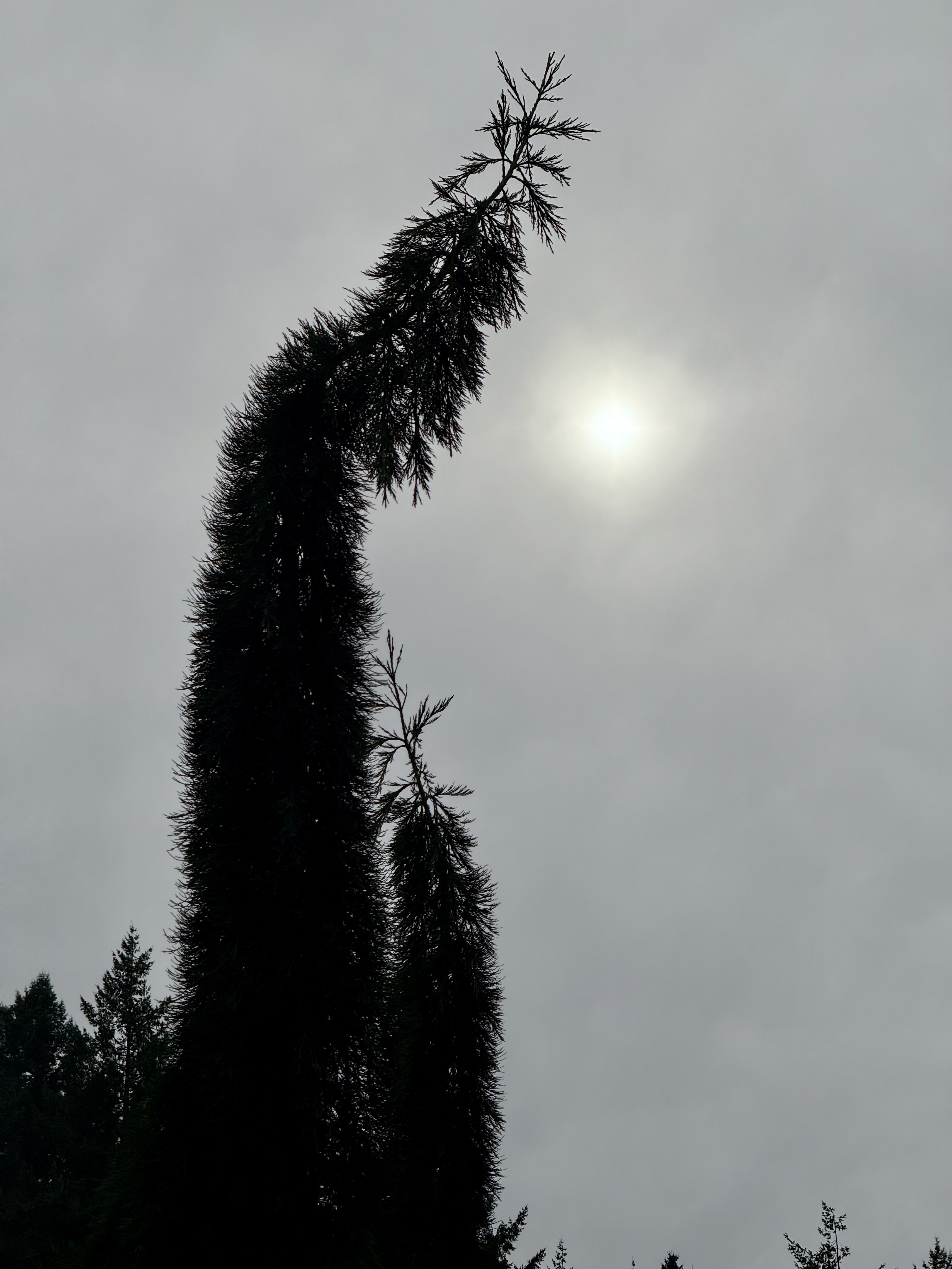 Tall conifer silhouetted against a cloudy sky with soft sun glow in the background. Captured at Washington Park, Portland, during the evening. 