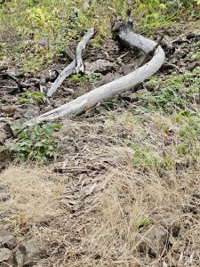 Curved, weathered driftwood lies on rocky terrain surrounded by dry grass and wild plants. Columbia River Gorge National Scenic Area, Oregon. 