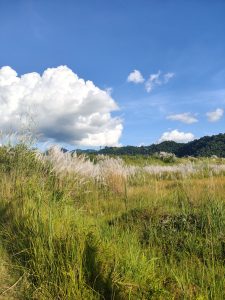 A scenic view of tall grass and feathery plants in the foreground, with rolling green hills and a bright blue sky dotted with white clouds in the background.