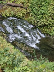 A small rapid flow through clear water surrounded by ferns and lush greenery, taken in the Columbia River Gorge National Scenic Area, Oregon. 