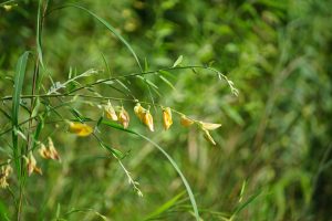 Close-up of a slender green stem with small yellow flowers, set against a blurred green foliage background.