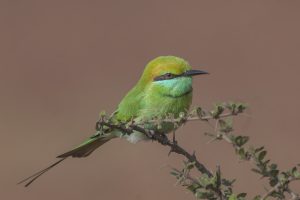 Green Bee Eater a vibrant green bird with a yellow-green crown and a blue-green throat sits perched on a thin branch. The bird has a black bill and striking red eyes, set against a blurred brown background. Small leaves sprout from the branch where the bird rests.