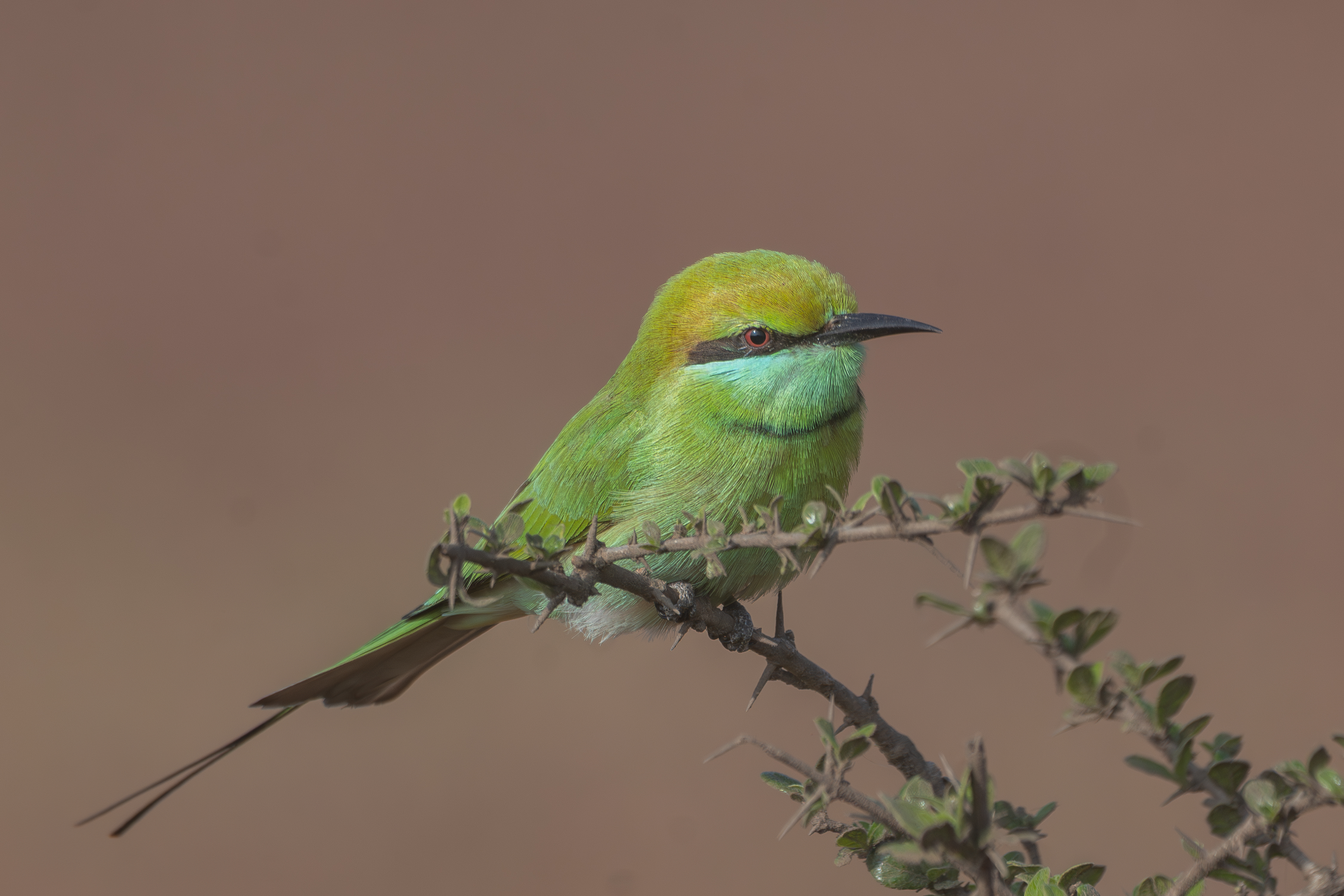 Green Bee Eater a vibrant green bird with a yellow-green crown and a blue-green throat sits perched on a thin branch. The bird has a black bill and striking red eyes, set against a blurred brown background. Small leaves sprout from the branch where the bird rests.