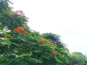 A low-angle shot of a blooming Royal Poinciana tree, also known as the Flame Tree. The tree's vibrant red-orange flowers and delicate green, fern-like leaves fill the bottom half of the frame against a bright, hazy sky. The leaves and flowers are lush and a few branches with a couple of faint wires are visible in the background.