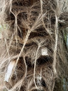 Close-up view of fibrous palm bark with braided strands and natural textures. Captured in the evening at Washington Park, Portland, Oregon. The image reveals fine details of the tree’s outer layers and its natural, rope-like fibers. 