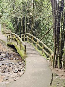 A moss-covered footbridge with bamboo railings crosses over a rocky stream, deep inside the forest near Thusharagiri Falls, Kozhikode, Kerala. 