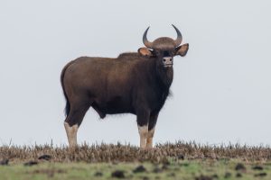 A gaur stands on a grassy field, facing the camera, with curved horns and white leg markings.