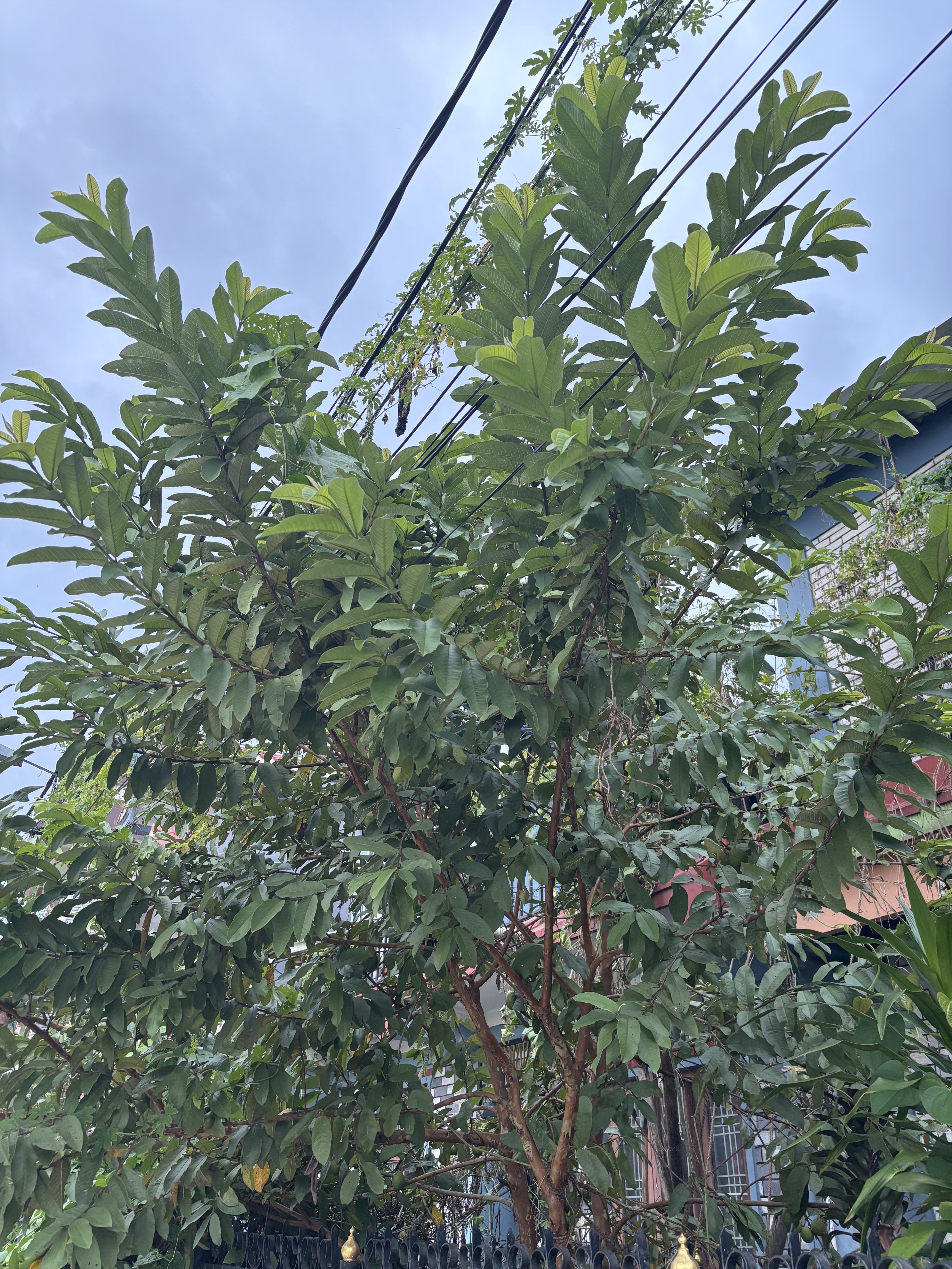 A lush green tree with broad, glossy leaves against a cloudy sky.