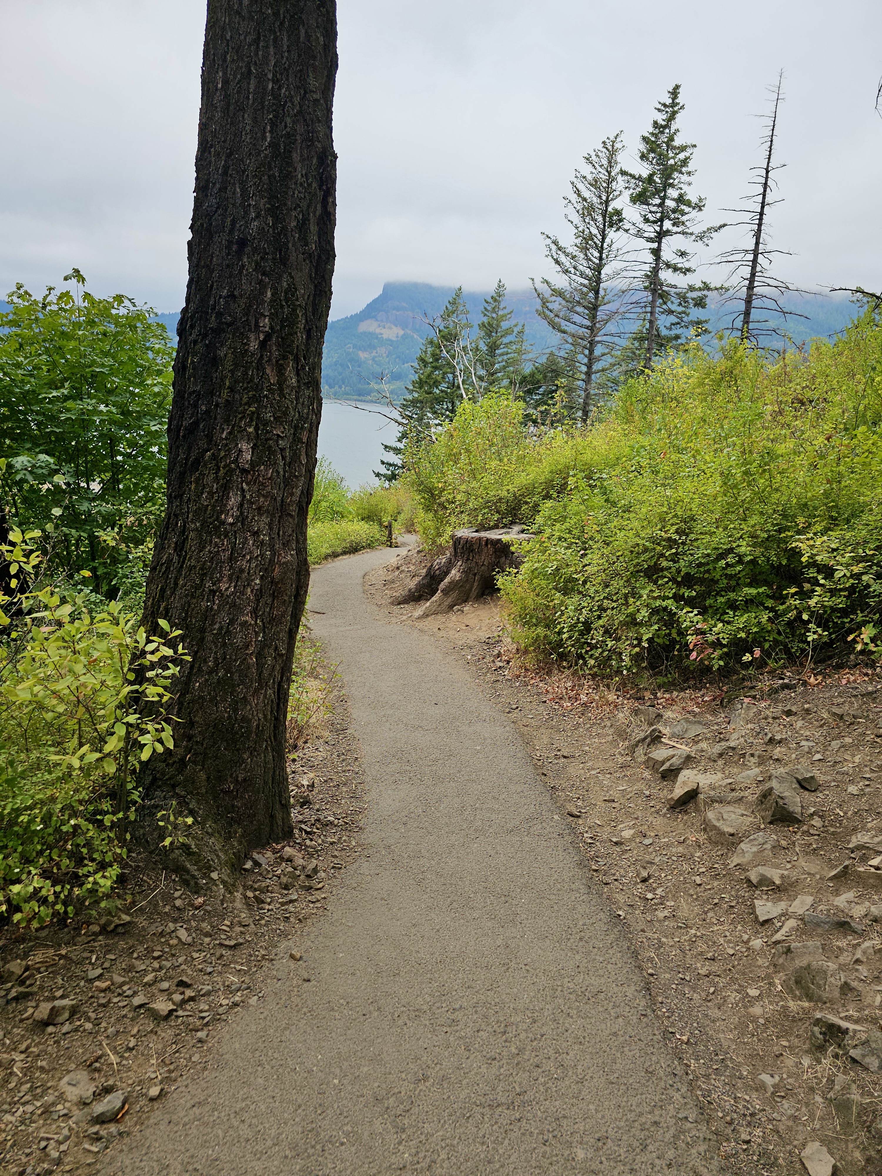 A narrow, winding trail leads through forested terrain, offering views of the river and mountains in the distance. Photographed in the Columbia River Gorge National Scenic Area, Oregon. 