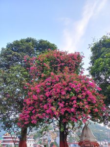 A vibrant tree adorned with lush green leaves and abundant clusters of pink flowers stands prominently against a clear blue sky. 