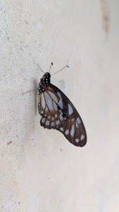 A butterfly resting against a textured light-colored wall
