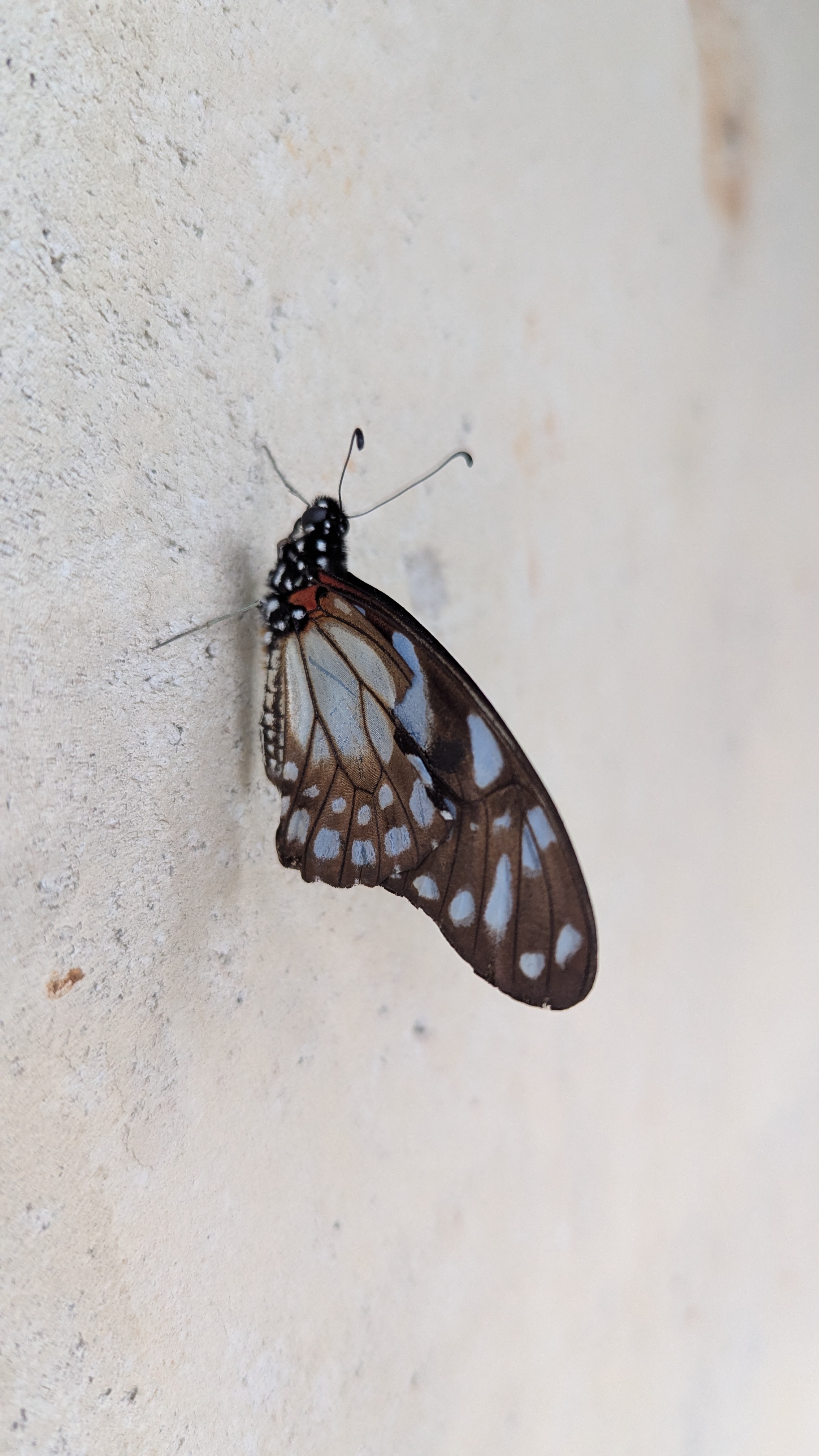 A butterfly resting against a textured light-colored wall
