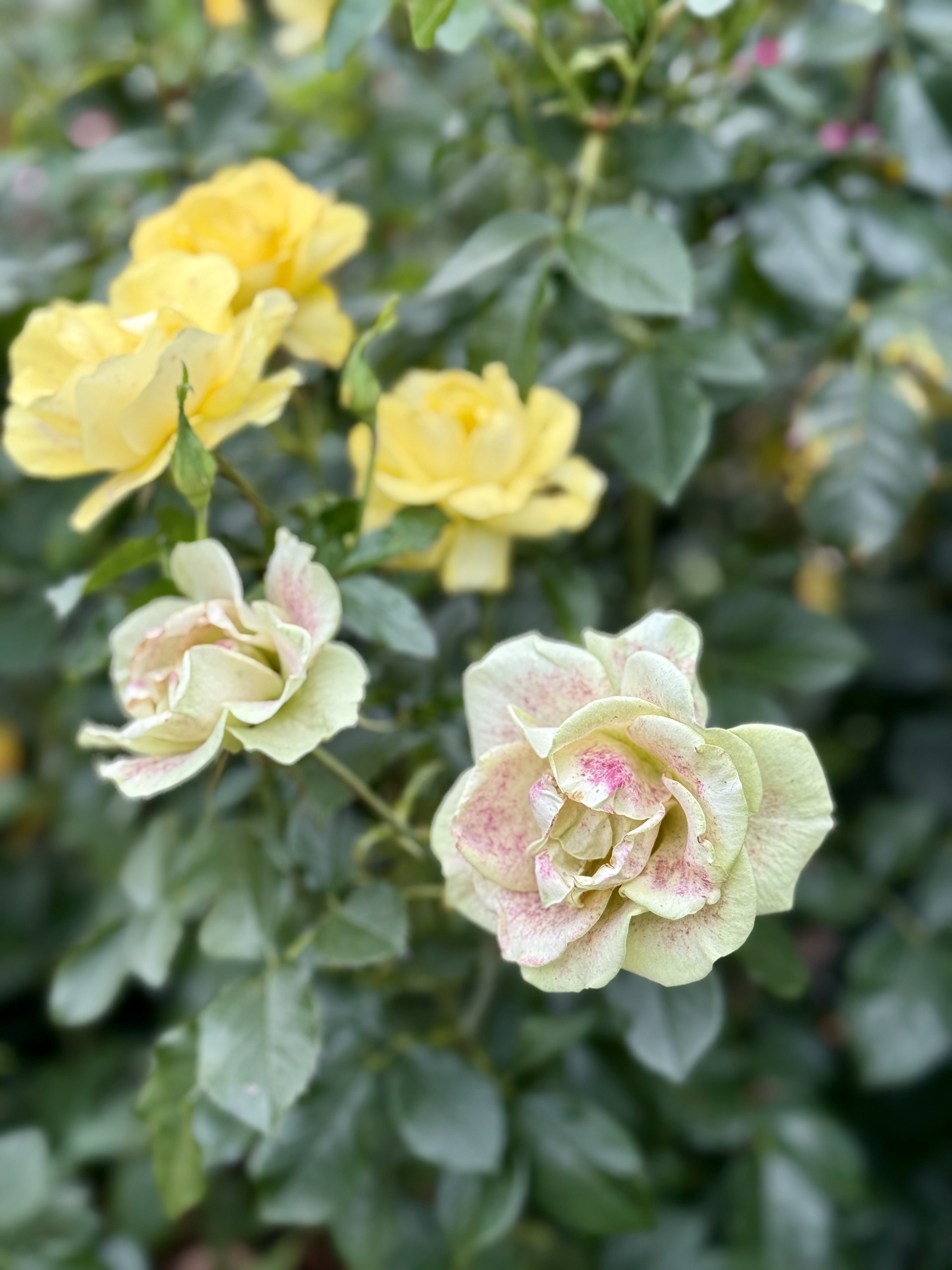 Creamy white roses with pink speckles in the center, growing next to bright yellow roses. Taken during evening light at the International Rose Test Garden, Portland, highlighting their soft and unique coloring. 