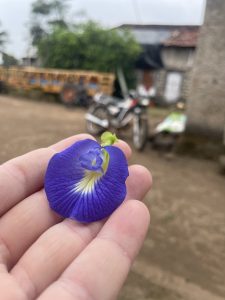 A person holding a vibrant blue butterfly pea flower in their hand, with a blurred background of a rural setting.