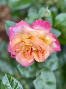 A multi-colored rose with orange, yellow, and pink shades captured in the evening at the International Rose Test Garden, Portland. The flower stands out beautifully against a soft, blurred background. 