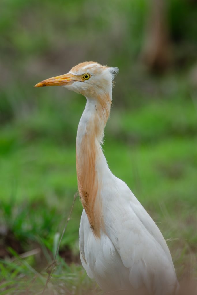 A close-up of a Cattle Egret with a long neck and an orange-tinted head, standing against a blurred green background.