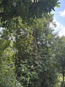 A lush green scene with dense trees, bamboo, and leaves, sunlight filtering, with blue sky visible.