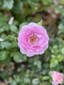 A delicate light-purple rose in full bloom, standing alone with green leaves in the background. Captured in the evening at the International Rose Test Garden, Portland. 
