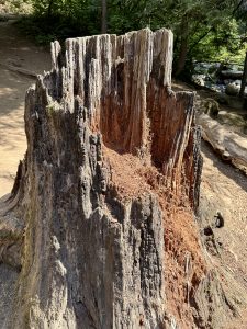 A large weathered tree stump with deep ridges and reddish wood inside, standing in a sunlit forest near a stream. Captured in the Columbia River Gorge area, Oregon. 