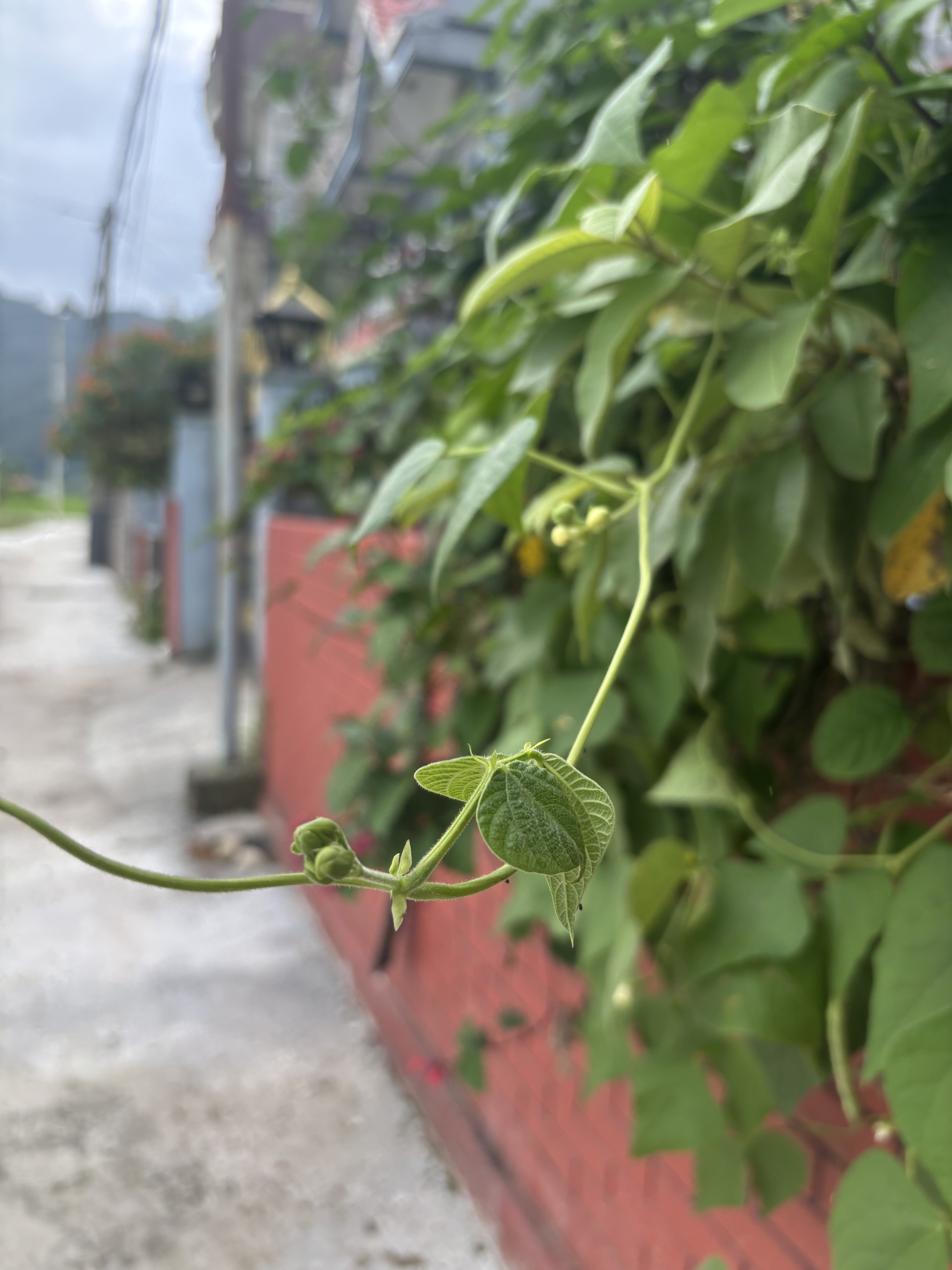 A close-up view of a green vine with broad leaves and small buds.