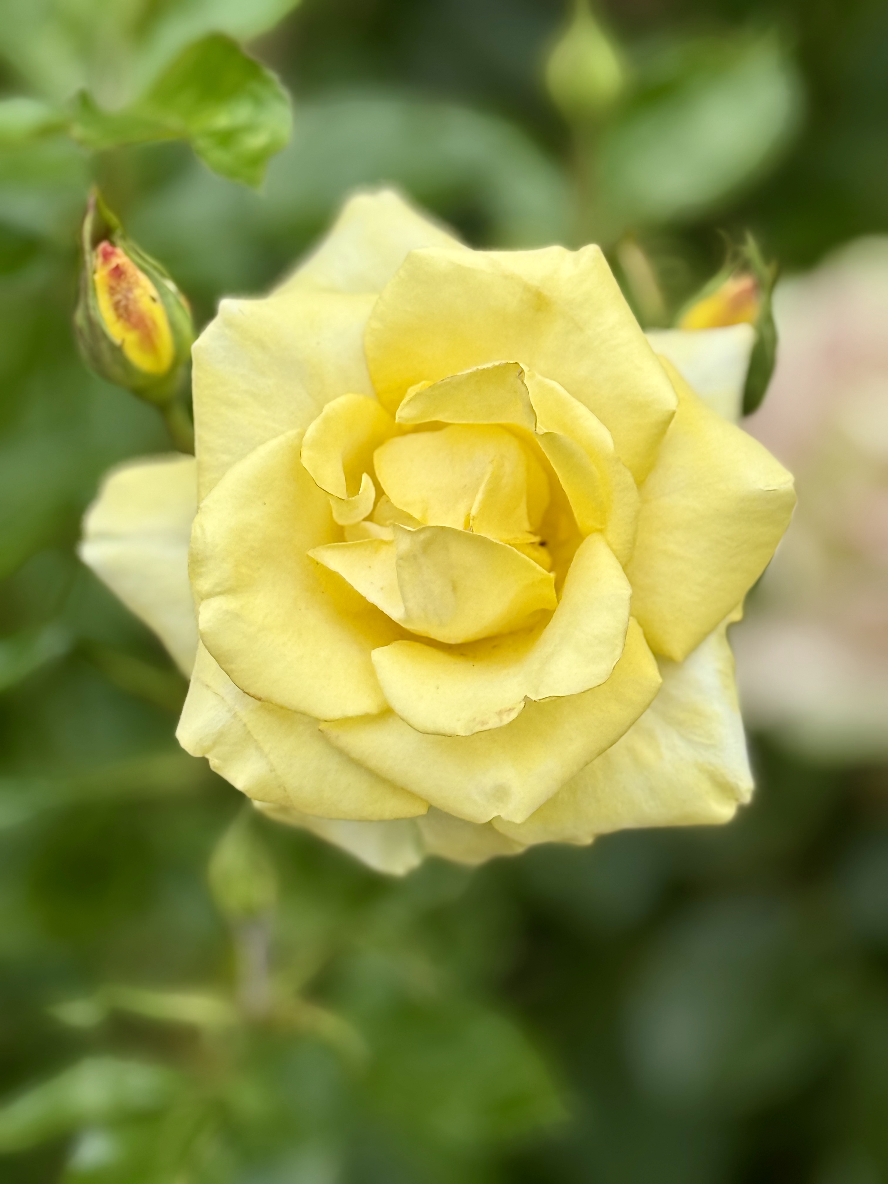 Single bright yellow rose in bloom with two rosebuds nearby. Captured in the evening at the International Rose Test Garden, Portland. The background is a soft, blurred green.