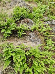 Ferns grow in dense patches among rocks and mossy ground on a dry forest slope in the Columbia River Gorge National Scenic Area, Oregon.  