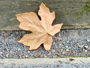 A dry, brown maple leaf rests on a gravel path beside a mossy wooden step. Simple and serene moment captured inside the Japanese Garden, Portland. 