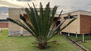 A cycad plant with feathery leaves stands in front of a tan building.
