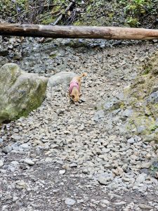 A small dog wearing a pink harness walks along a rocky trail surrounded by moss-covered rocks and logs. Captured in the Columbia River Gorge area, Oregon, during a nature hike. 