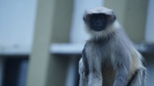 Gray langur monkey with a dark face sitting upright, with a blurred background of buildings.