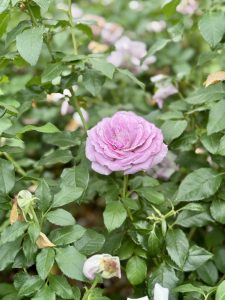 A lush purple rose blooming among fresh green leaves and faded petals, taken close-up in the evening at the International Rose Test Garden, Portland. 