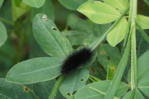 A black fuzzy caterpillar resting on a green leaf surrounded by other leaves and plants.