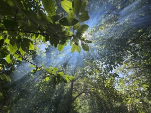 A view from below looking up through vibrant green leaves and branches, with beams of sunlight piercing through the treetops and illuminating a light mist or smoke in the air. The scene conveys a tranquil, natural atmosphere filled with sunlight and greenery.