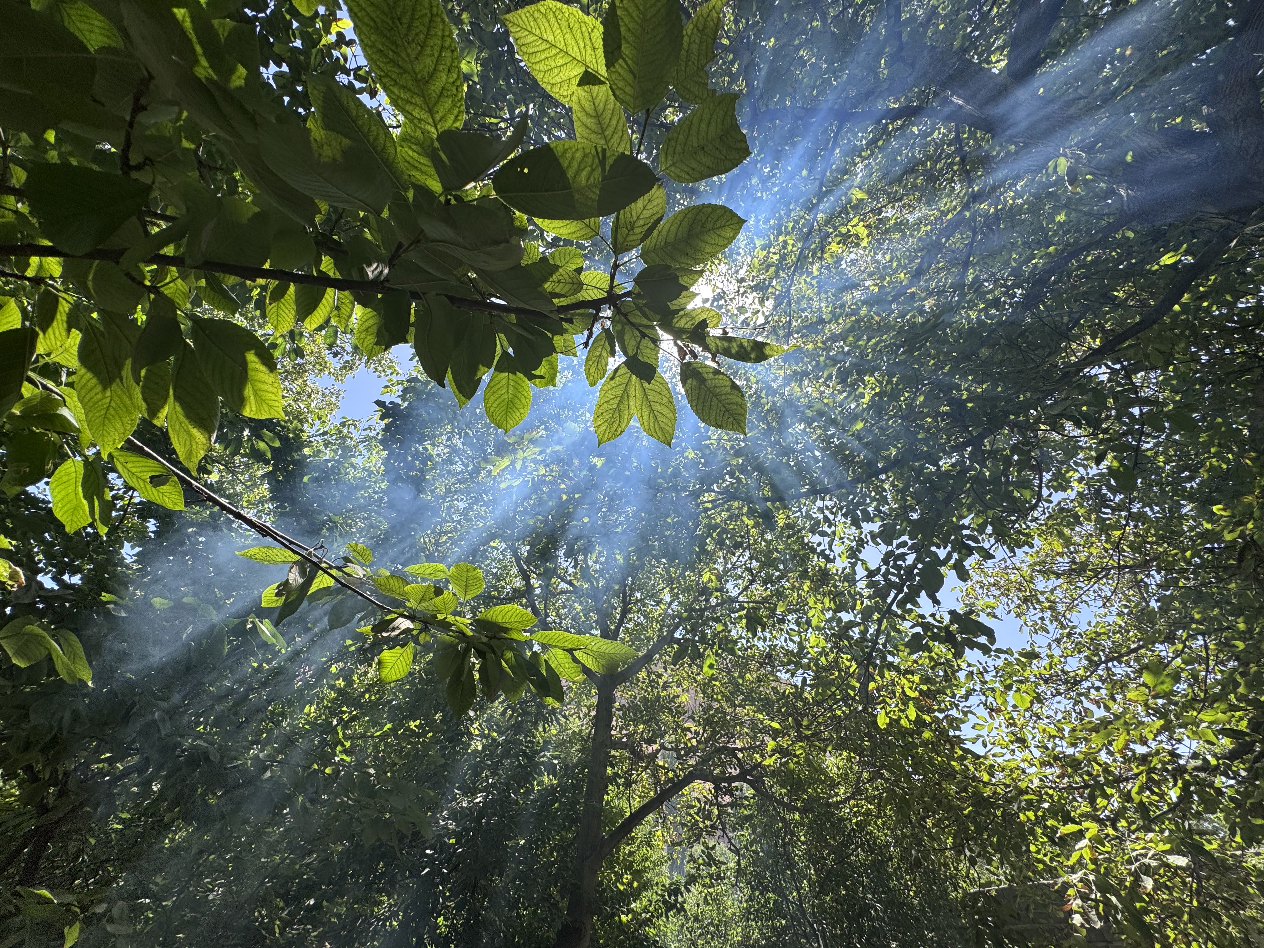 A view from below looking up through vibrant green leaves and branches, with beams of sunlight piercing through the treetops and illuminating a light mist or smoke in the air. The scene conveys a tranquil, natural atmosphere filled with sunlight and greenery.