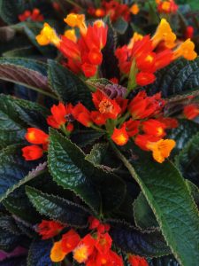 A close-up view of vibrant flowers with clusters of bright orange and red petals, some with yellow tips,
