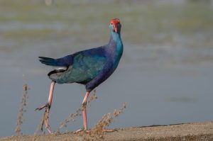 Indian purple moorhen, a vibrant bird with a striking blue and green plumage, stands on a gray surface near water. It has long, pink legs and a distinctive red face and forehead. The background is blurred and features soft colors, suggesting a natural habitat. 
