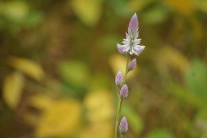 A close-up of a flowering plant with slender stems, topped by spike-like white flowers with purple tips and pink buds along the stem.